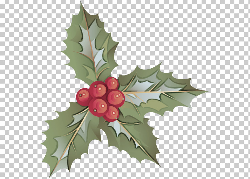 Holly PNG, Clipart, American Holly, Berry, Flower, Hawthorn, Holly Free PNG Download