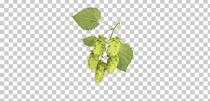 Common Hop Plant Vine Brauerei Lupulus Herb PNG, Clipart, Avogel France, Common Hop, Food Drinks, Gluten, Herb Free PNG Download