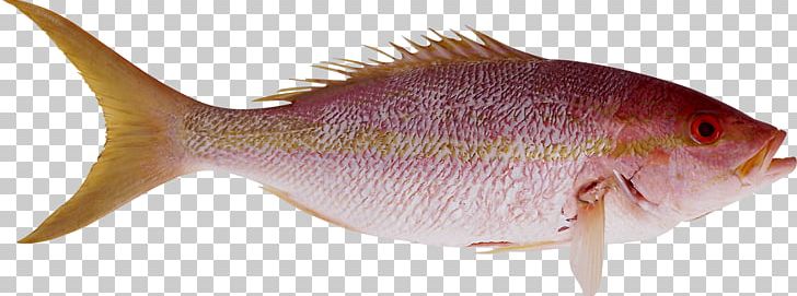 Fish PNG, Clipart, Fish Free PNG Download