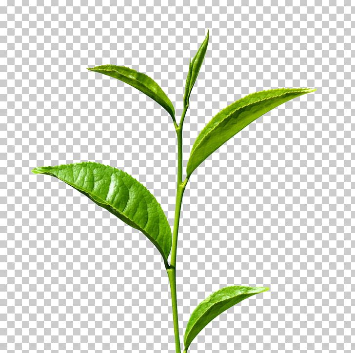 Green Tea Matcha White Tea Tea Production In Sri Lanka PNG, Clipart, Black Tea, Camellia Sinensis, Food Drinks, Grass, Green Tea Free PNG Download