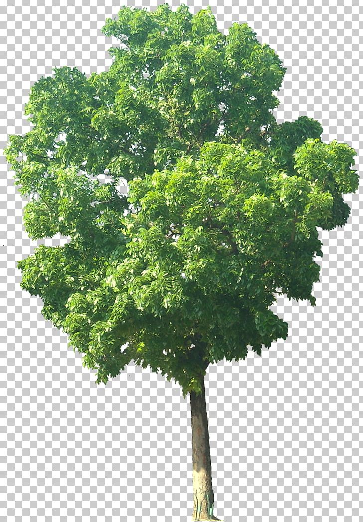 India Swietenia Macrophylla Swietenia Mahagoni Mahogany Tree PNG, Clipart, Agriculture, Branch, Hardwood, India, Leaf Free PNG Download