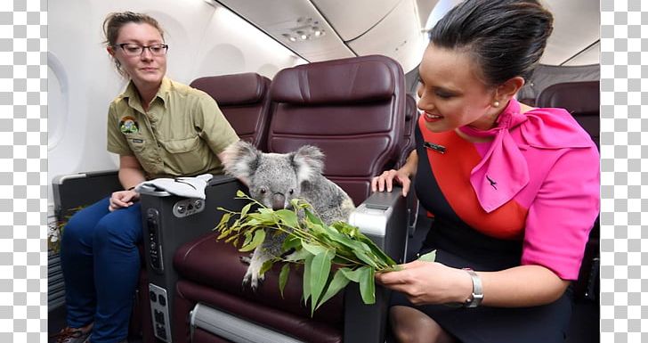 Lone Pine Koala Sanctuary Flight Airplane Qantas PNG, Clipart, Airline, Air New Zealand, Airplane, Animals, Brisbane Free PNG Download