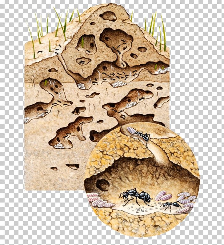 Inside An Ant Colony Nest Black Garden Ant PNG, Clipart, Animals, Ant, Ant Colony, Black Garden Ant, Carpenter Ant Free PNG Download