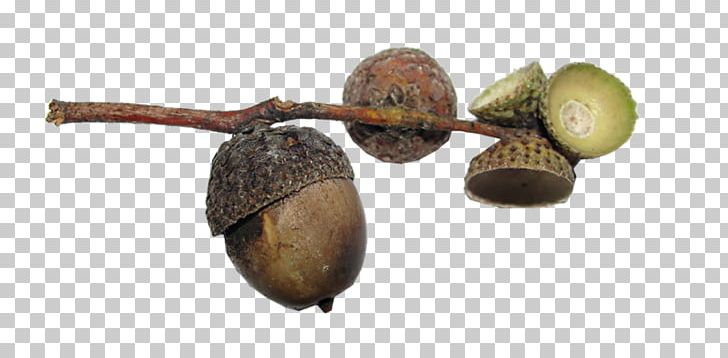 Acorn Walnut Bur Oak English Oak Fruit PNG, Clipart, Acorn, Aller, Autumn, Bur Oak, Ear Free PNG Download