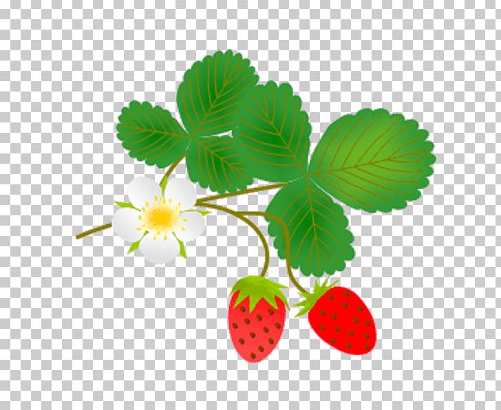 Flash Video Adobe Flash PNG, Clipart, Adobe Flash, Branch, Computer Icons, Cuttlefish, Digital Container Format Free PNG Download