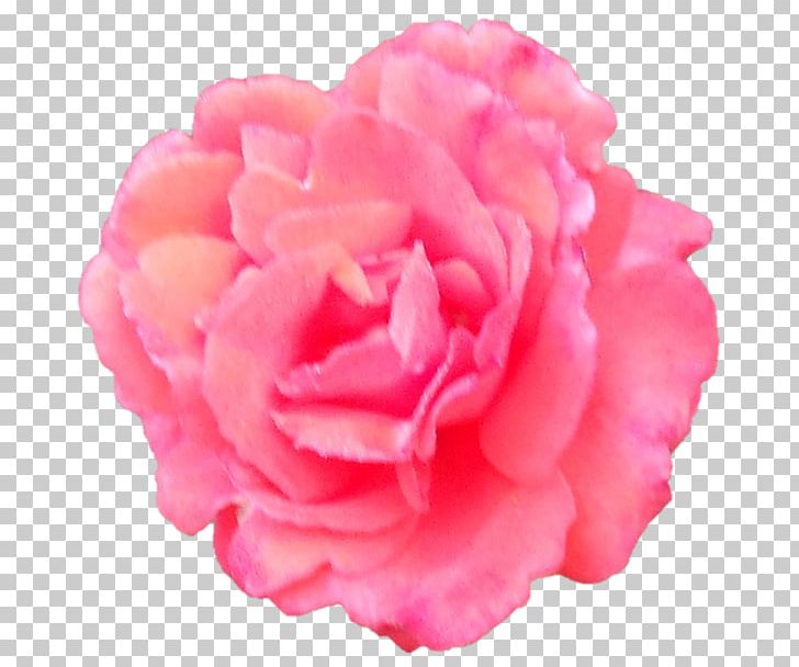 Garden Roses Cabbage Rose Japanese Camellia Carnation Cut Flowers PNG, Clipart, Cabbage Rose, Camellia, Carnation, Cut Flowers, Flower Free PNG Download