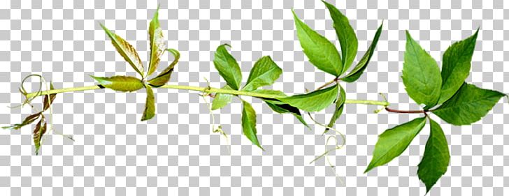 Herbaceous Plant Vine Leaf PNG, Clipart, Branch, Download, Food Drinks, Grass, Grass Family Free PNG Download