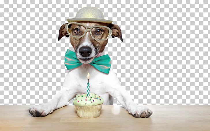 Jack Russell Terrier Puppy Birthday Cake Stock Photography PNG, Clipart, Alamy, Animals, Birthday, Birthday Cake, Can Stock Photo Free PNG Download