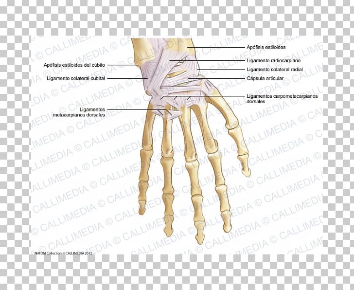 Thumb Metacarpal Bones Ligament Hand PNG, Clipart, Anatomy, Angle, Arm, Bone, Diagram Free PNG Download
