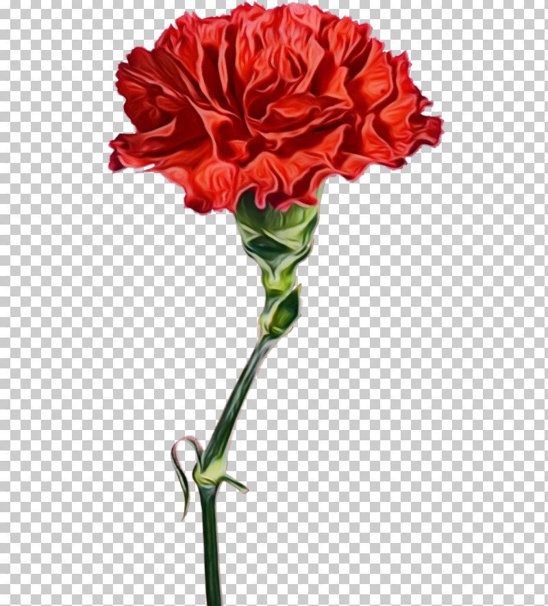 Garden Roses PNG, Clipart, Carnation, Cut Flowers, Dianthus, Flower, Garden Roses Free PNG Download