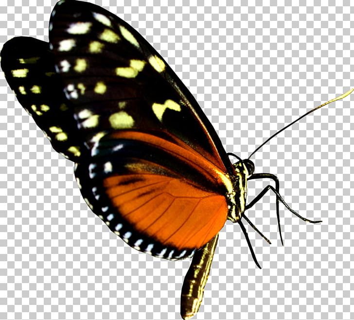 Butterfly Diss Advertising PNG, Clipart, Advertising, Brush Footed Butterfly, Business Cards, Butterflies And Moths, Butterfly Free PNG Download