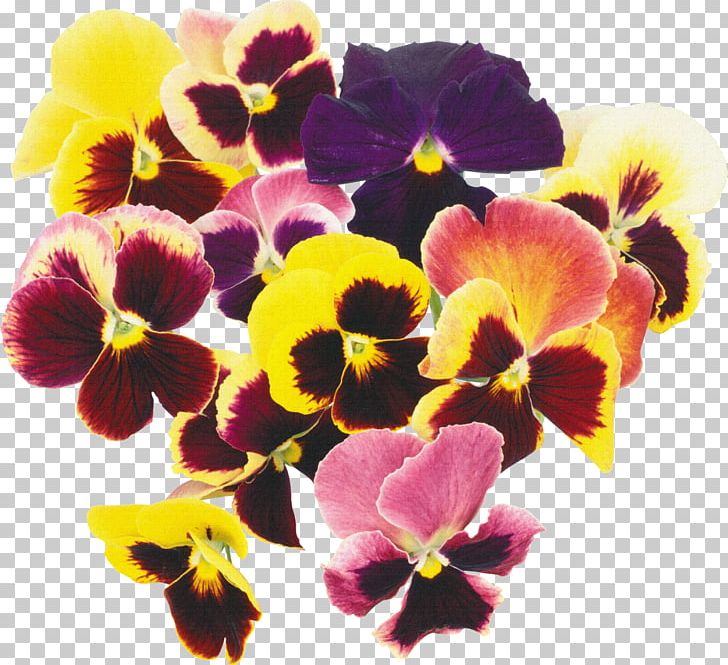 Pansy Flower Plant Blossom PNG, Clipart, Annual Plant, Art, Biennial Plant, Floral, Floral Border Free PNG Download