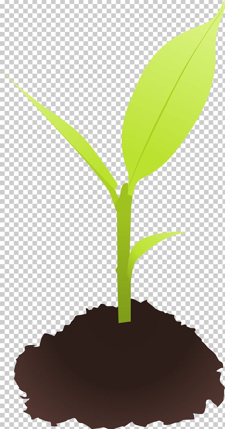 Seedling Sprouting PNG, Clipart, Acorn, Clip Art, Germination, Grass, Grass Family Free PNG Download