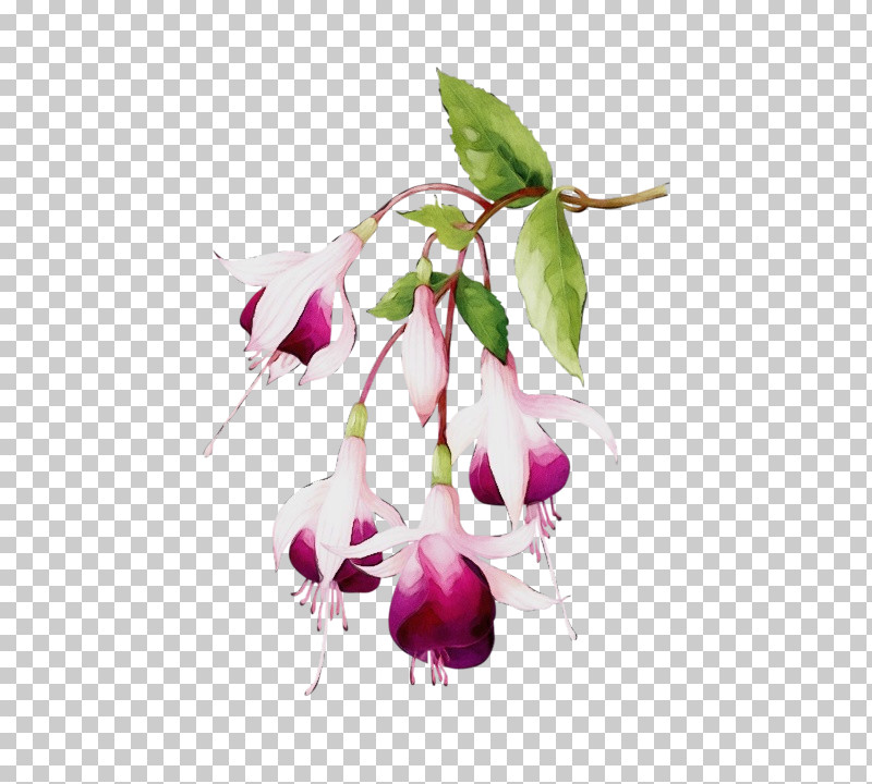 Plant Stem Cut Flowers Fuchsia Flower Petal PNG, Clipart, Biology, Branching, Cut Flowers, Flora, Flower Free PNG Download