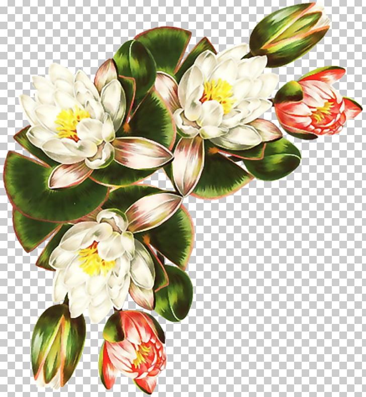 Botany Botanical Illustration Decoupage Painting Flower PNG, Clipart, Art, Blossom, Botanical Illustration, Botany, Color Free PNG Download