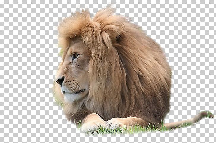 East African Lion Animal Carnivore .de PNG, Clipart, Animal, Big Cats, Carnivoran, Carnivore, Cat Like Mammal Free PNG Download