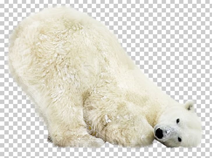 Kuvasz Polar Bear Animal Photography PNG, Clipart, Animal, Animals, Bear, Canidae, Carnivora Free PNG Download