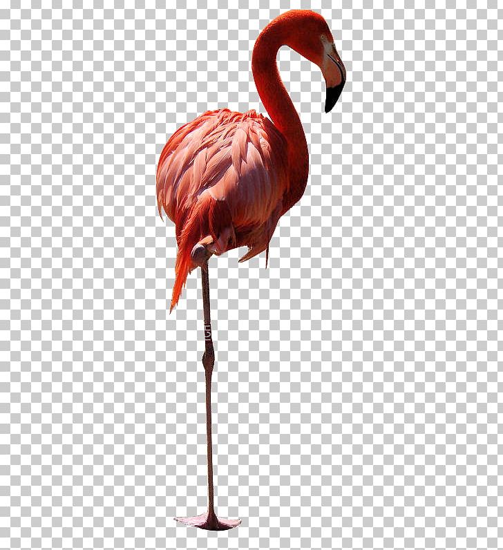 Bird Greater Flamingo Owl American Flamingo PNG, Clipart, American Flamingo, Animal, Animals, Beak, Bird Free PNG Download