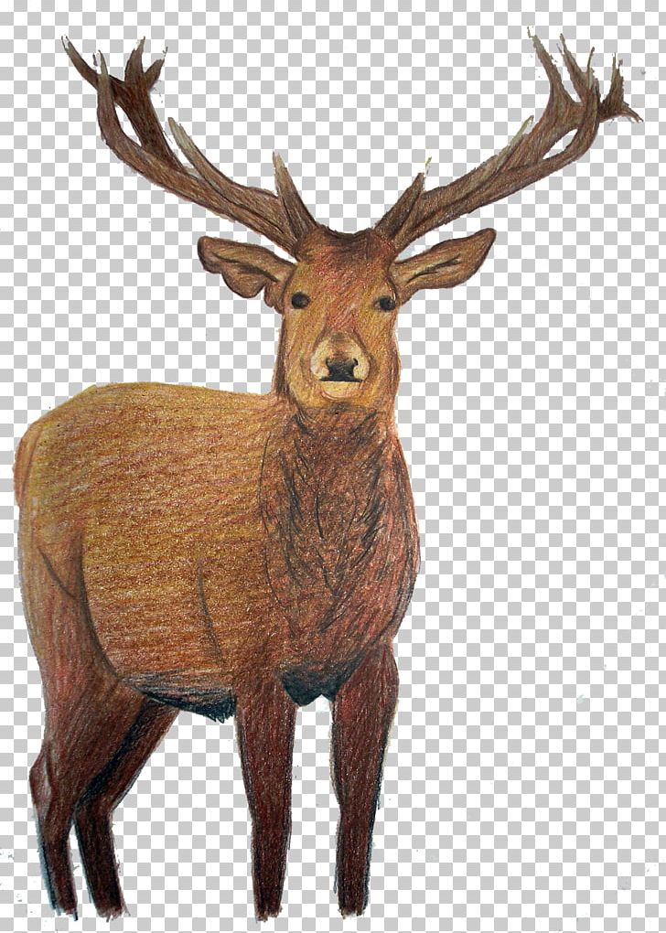 Elk White-tailed Deer Reindeer PNG, Clipart, Animal, Animals, Antler, Deer, Desktop Wallpaper Free PNG Download
