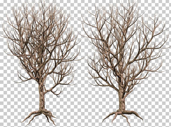 Tree Woody Plant Twig Branch PNG, Clipart, Art, Black And White, Branch, Deviantart, Fir Free PNG Download