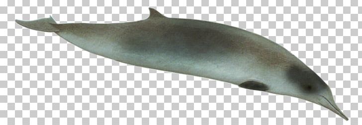 Tucuxi Porpoise Spade-toothed Whale Ginkgo-toothed Beaked Whale Strap-toothed Whale PNG, Clipart,  Free PNG Download