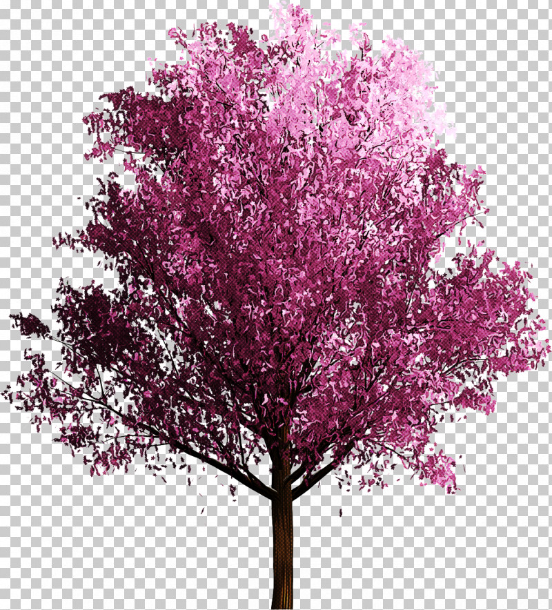 Tree Pink Plant Flower Red Bud PNG, Clipart, Blossom, Flower, Lilac, Magenta, Pink Free PNG Download