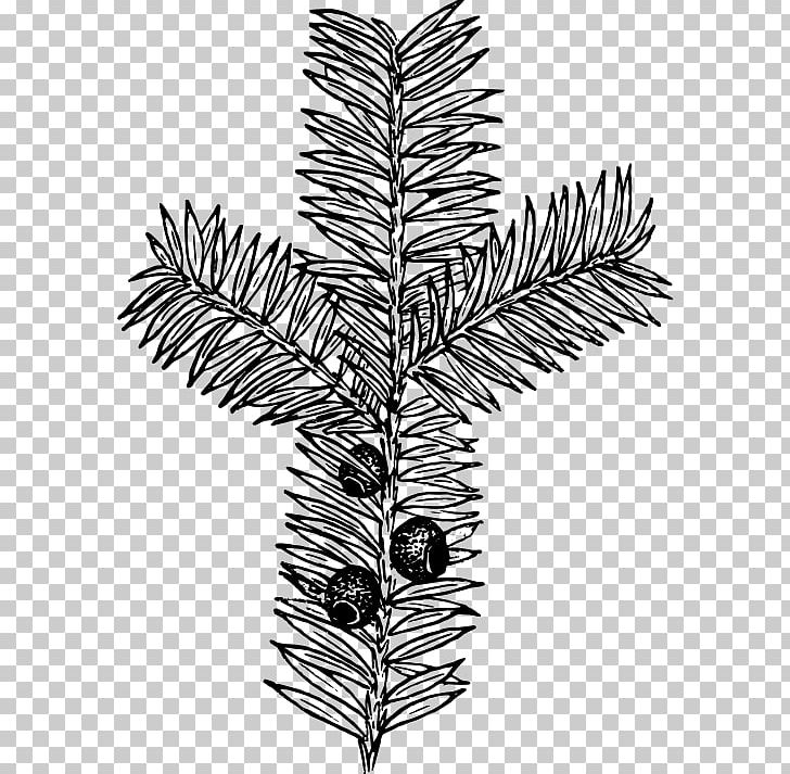 Drawing Botany Plant PNG, Clipart, Black And White, Botany, Branch, Conifer, Download Free PNG Download