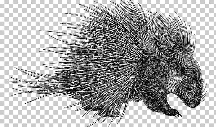 Porcupine Domesticated Hedgehog Beaver PNG, Clipart, Animals, Beaver, Black And White, Crest, Crested Porcupine Free PNG Download