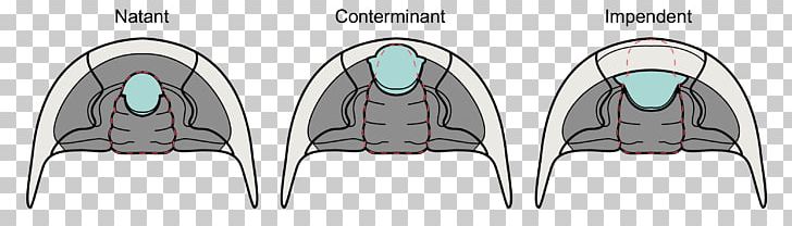 Trilobite Hypostome Cephalon Glabella Fossil PNG, Clipart, Asaphus, Asaphus Kowalewskii, Attachment, Cephalon, Clothing Free PNG Download