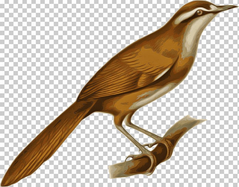 Bird Beak Nightingale Songbird Carolina Wren PNG, Clipart, Beak, Bird, Brown Thrasher, Bulbul, Carolina Wren Free PNG Download