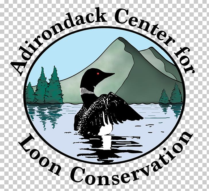 Adirondack Camps Adirondack Center For Loon Conservation Loons Water Bird PNG, Clipart, Adirondack Mountains, Beak, Bird, Brand, Census Free PNG Download