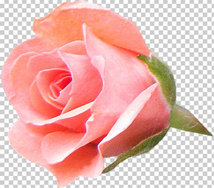 Garden Roses Flower Centifolia Roses Rosa Chinensis Floribunda PNG, Clipart, Bud, Centifolia Roses, China Rose, Closeup, Cut Flowers Free PNG Download