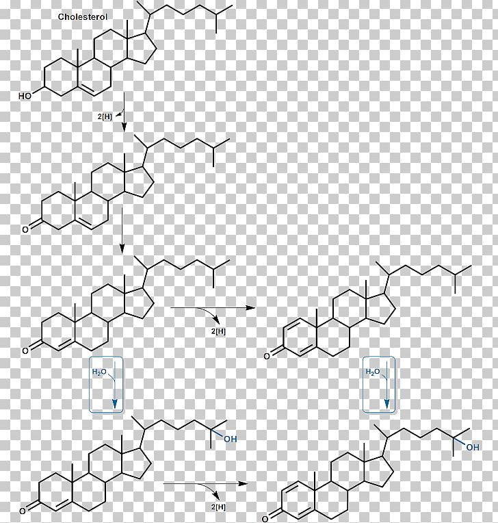 Steroid Hormone Steroid Hormone Chemistry Adrenal Gland PNG, Clipart, Aldosterone, Angle, Area, Auto Part, Biology Free PNG Download