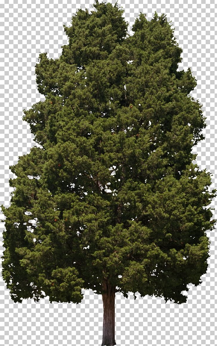 Tree Hinoki Cypress Woody Plant Conifers PNG, Clipart, Biome, Branch, Bushes, Conifer, Conifers Free PNG Download