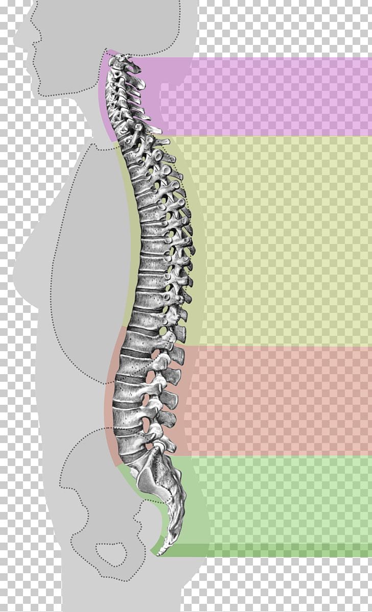 Vertebral Column Spinal Stenosis Neutral Spine Back Pain PNG, Clipart, Ache, Anatomy, Cervical Vertebrae, Chiropractic, Column Free PNG Download