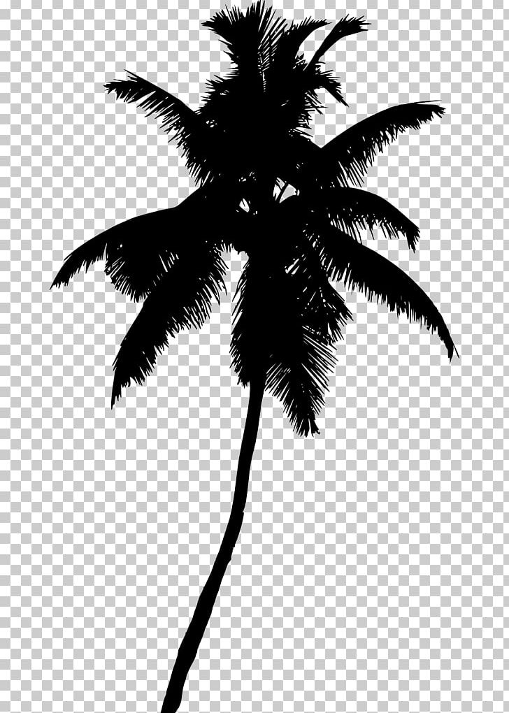 Arecaceae Tree Plant PNG, Clipart, Arecaceae, Arecales, Asian Palmyra Palm, Black And White, Borassus Flabellifer Free PNG Download