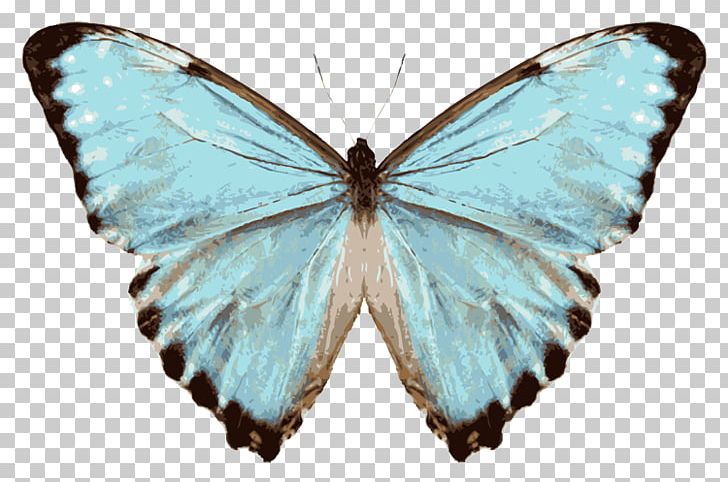 Glasswing Butterfly Menelaus Blue Morpho Species Junonia Orithya PNG, Clipart, Arthropod, Borboletas, Brush Footed Butterfly, Butterflies And Moths, Butterfly Free PNG Download