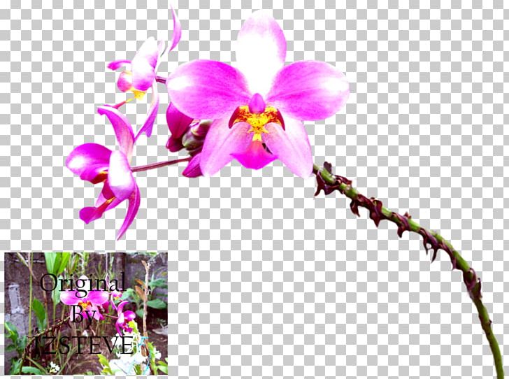 Phalaenopsis Equestris Cattleya Orchids Dendrobium Plant Stem PNG, Clipart, Branch, Branching, Cattleya, Cattleya Orchids, Dendrobium Free PNG Download