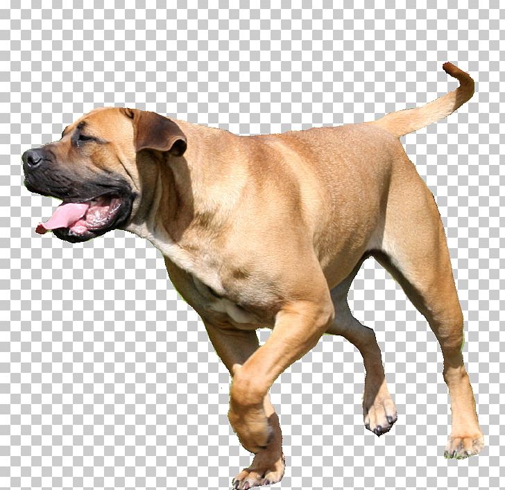 Boerboel Dog Breed Tosa Bullmastiff South Africa PNG, Clipart, Africa, African, Black Mouth Cur, Boer, Boerboel Free PNG Download