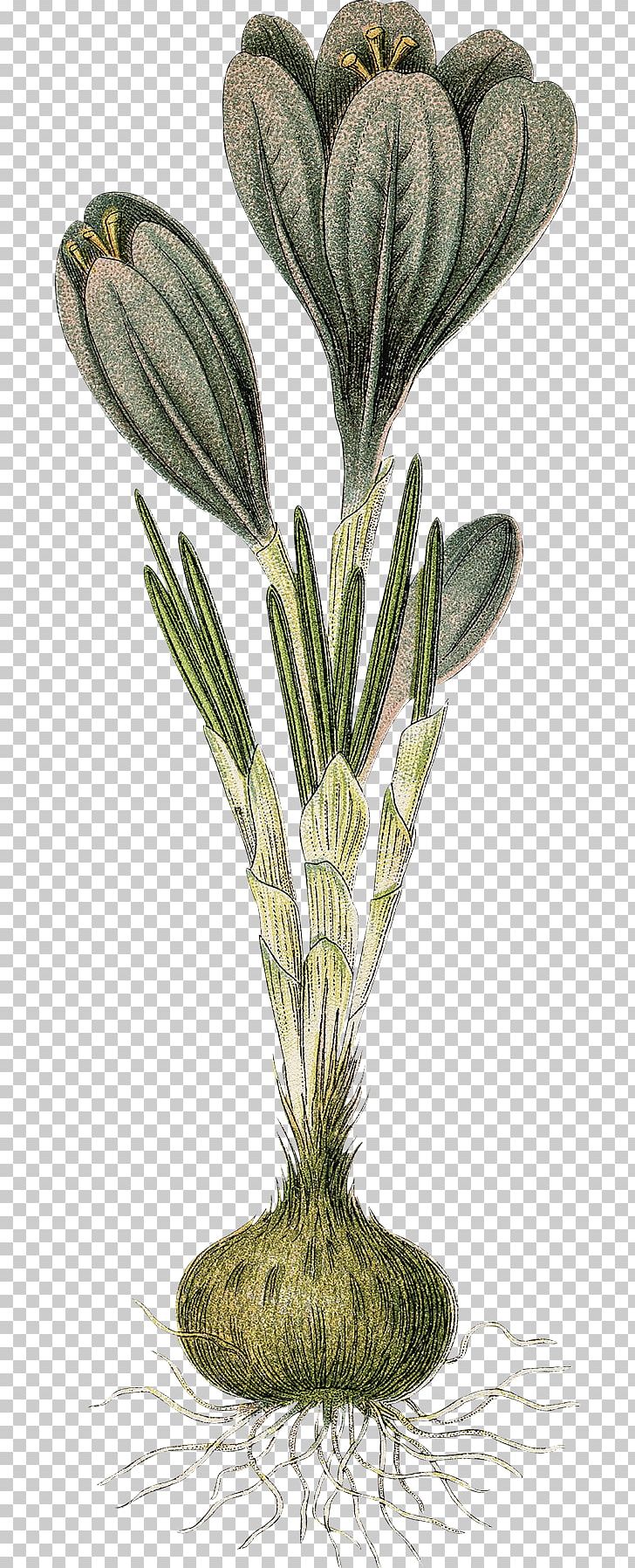 Grasses Flowerpot Tree Herb Plant Stem PNG, Clipart, Commodity, Family, Flowerpot, Grasses, Grass Family Free PNG Download