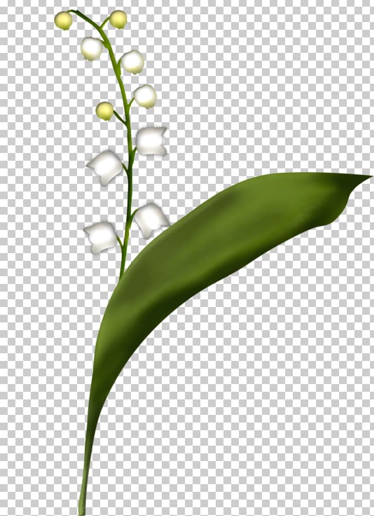 Lily Of The Valley Flower Plant Stem Leaf Grass PNG, Clipart, Blume, Drawing, Flora, Flower, Grass Free PNG Download