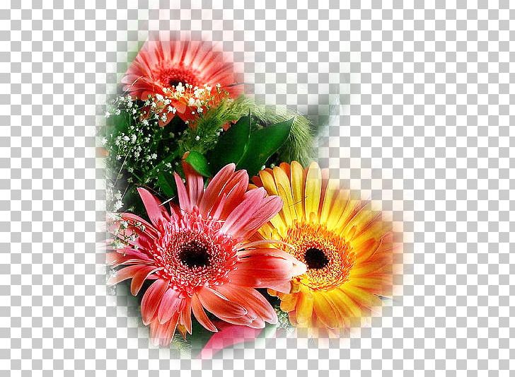 PaintShop Pro Transvaal Daisy Corel Jasc Software PNG, Clipart, Aster, Asterales, Corel, Cut Flowers, Daisy Free PNG Download