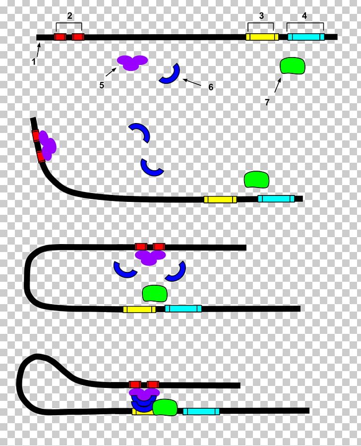 Enhancer Transcription Factor Nucleic Acid Sequence DNA PNG, Clipart, Activator, Angle, Area, Circle, Cisregulatory Element Free PNG Download