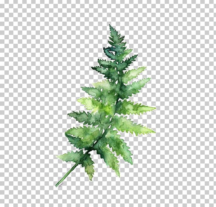 Paper Watercolor Painting Fern Printing PNG, Clipart, Botany, Branches, Canvas, Cartoon, Cartoon Green Leaves Free PNG Download