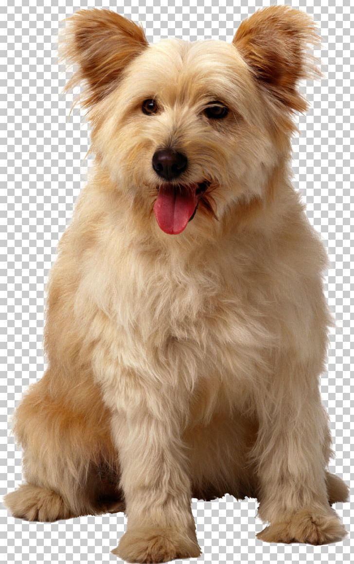 Thomson Township Pet Sitting Dog Cat PNG, Clipart, Animals, Backyard, Carnivoran, Companion Dog, Customer Service Free PNG Download