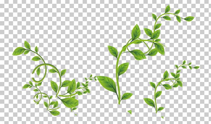 Vine PNG, Clipart, Background Green, Branch, Computer Graphics, Download, Encapsulated Postscript Free PNG Download