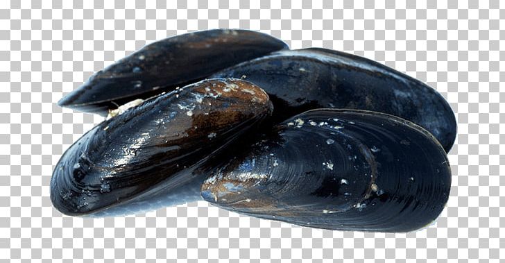 Blue Mussel Oyster Shellfish Seafood PNG, Clipart, Animals, Animal Source Foods, Blue Mussel, Clam, Clams Oysters Mussels And Scallops Free PNG Download