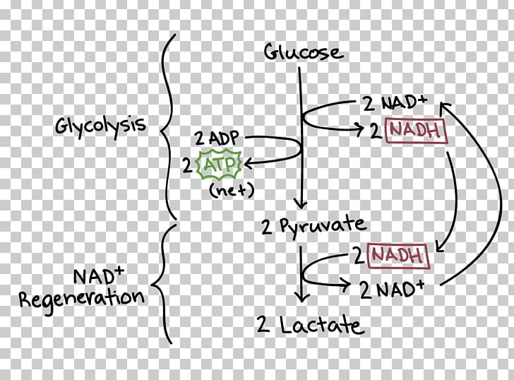 Cellular Respiration Glycolysis Ethanol Fermentation Anaerobic Respiration PNG, Clipart, Anaerobic Organism, Anaerobic Respiration, Angle, Area, Biology Free PNG Download