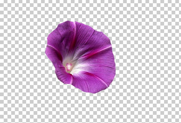 Flower Morning Glory Desktop PNG, Clipart, Desktop Wallpaper, Flower, Flower Garden, Magenta, Morning Glory Free PNG Download