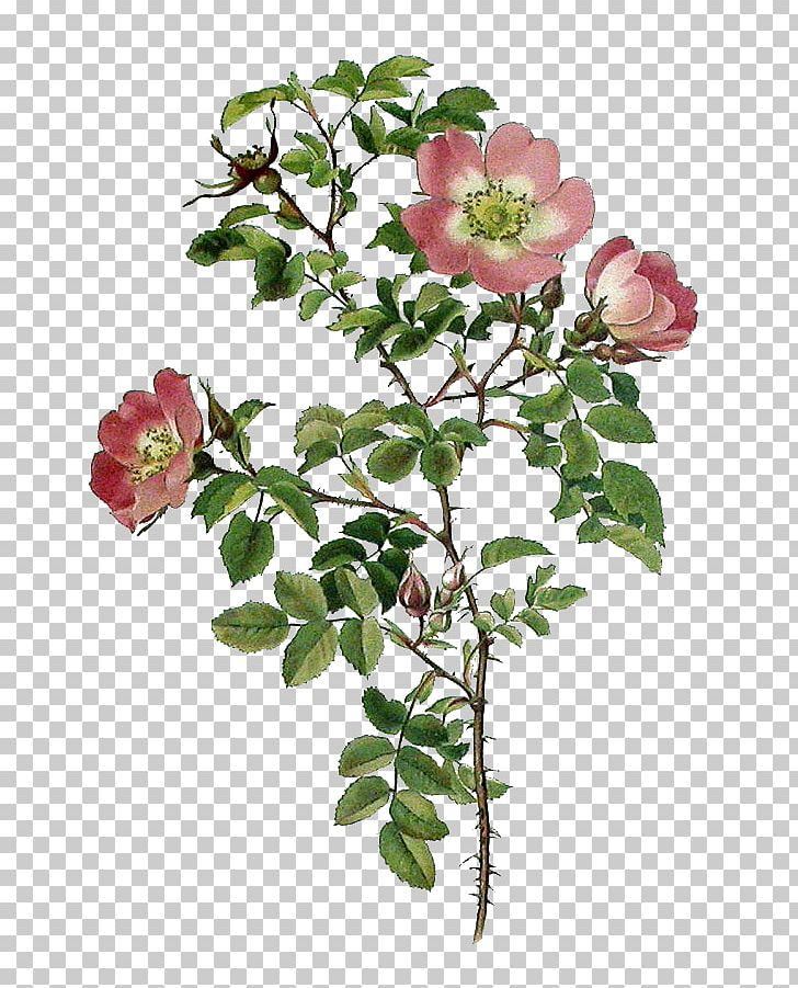 Garden Roses Cabbage Rose Burnet Rose Sweet-Brier Floribunda PNG, Clipart, Branch, Burnet Rose, Decoupage, Dogrose, Dyfi Free PNG Download